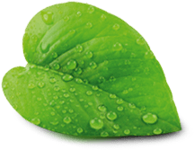 hoja